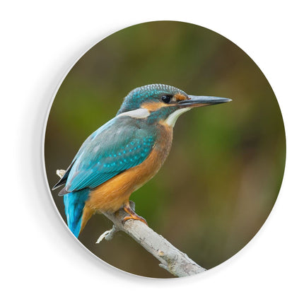 Wandcirkel vooraanzicht Blauwe IJsvogel Op Een Tak