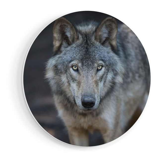 Wandcirkel vooraanzicht Wolvenkop - Grijze Wolf