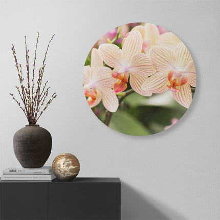 Wandcirkel muur Gestreepte Witte Orchidee Bloemen