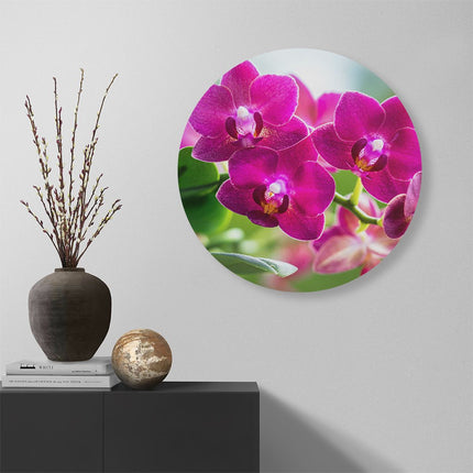 Wandcirkel muur Roze Orchidee Bloemen