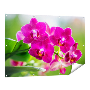 Tuinposter vooraanzicht Roze Orchidee Bloemen