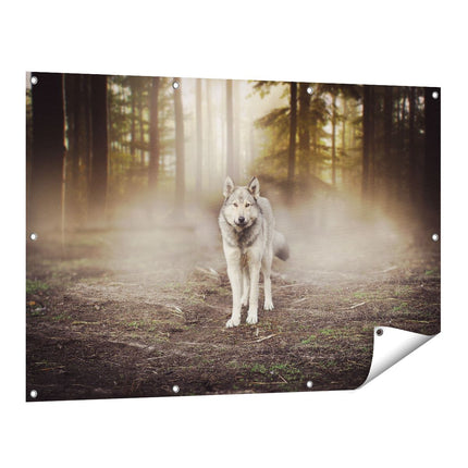 Tuinposter vooraanzicht Grijze Wolf In Het Bos