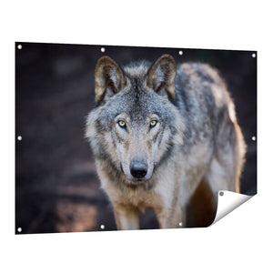 Tuinposter vooraanzicht Wolvenkop - Grijze Wolf