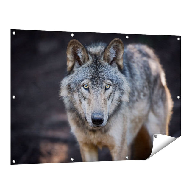 Tuinposter vooraanzicht Wolvenkop - Grijze Wolf