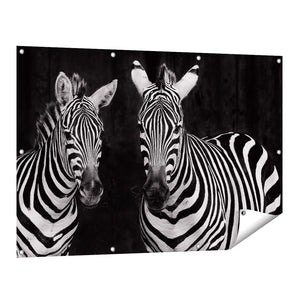Tuinposter vooraanzicht Twee Zebra's - Zwart Wit