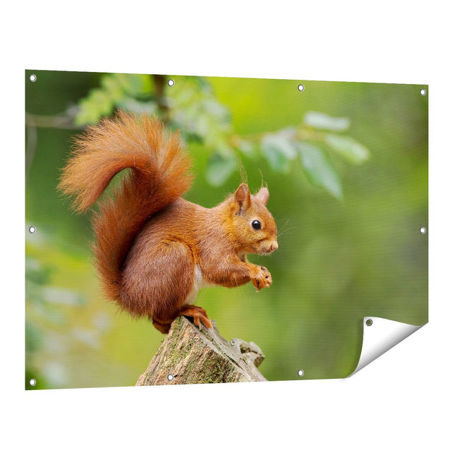 Tuinposter vooraanzicht Eekhoorn op een Boomstam in het Bos
