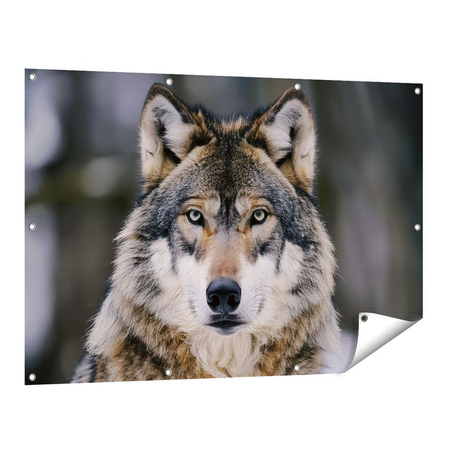Tuinposter vooraanzicht De Wolf Kijkt naar de Camera