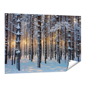 Tuinposter vooraanzicht De Zon schijnt door een met Sneeuw Bedekt Bos