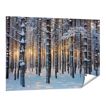 Tuinposter vooraanzicht De Zon schijnt door een met Sneeuw Bedekt Bos