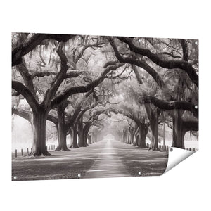 Tuinposter vooraanzicht Zwart Wit Beeld van een met Bomen Omzoomd Pad