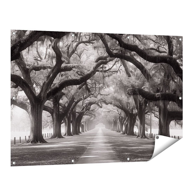 Tuinposter vooraanzicht Zwart Wit Beeld van een met Bomen Omzoomd Pad