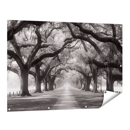 Tuinposter vooraanzicht Zwart Wit Beeld van een met Bomen Omzoomd Pad