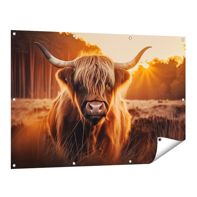 Tuinposter vooraanzicht Hooglandkoe die in een Veld Staat bij Zonsondergang