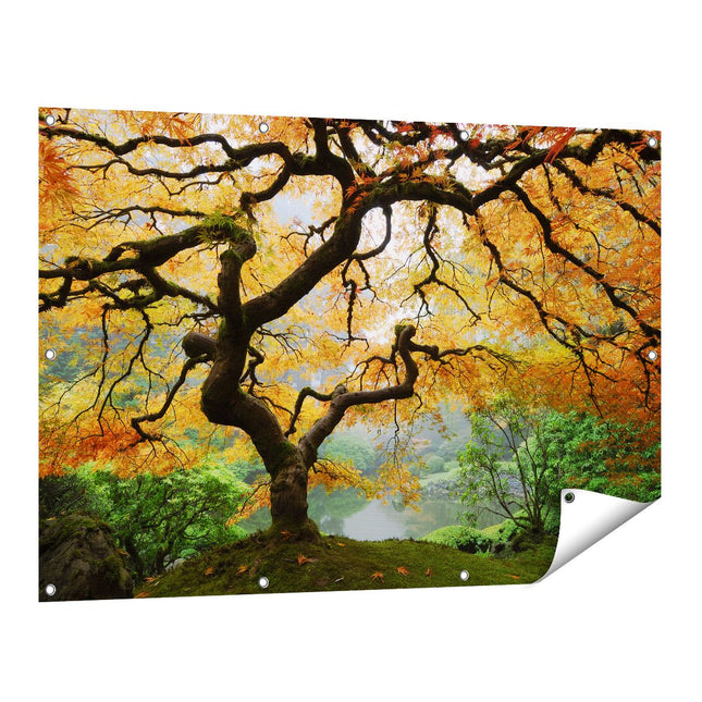 Tuinposter vooraanzicht Oude Knoestige Boom