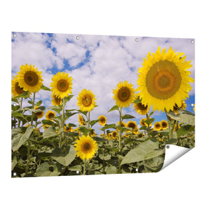 Tuinposter vooraanzicht Zonnebloemen op de Voorgrond