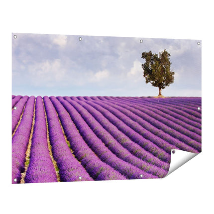 Tuinposter vooraanzicht Lavendel veld III