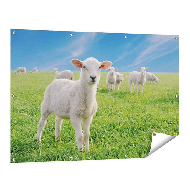 Tuinposter vooraanzicht Lammetjes