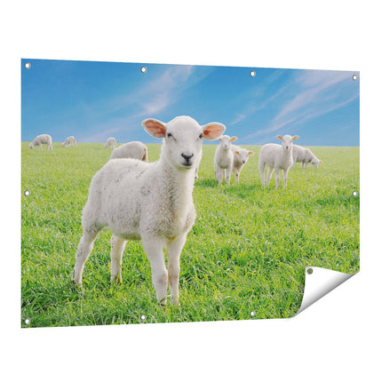 Tuinposter vooraanzicht Lammetjes