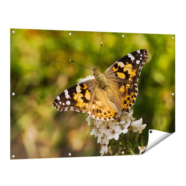 Tuinposter vooraanzicht Vlinder op Bloem