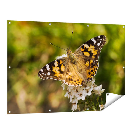 Tuinposter vooraanzicht Vlinder op Bloem