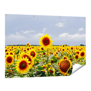 Tuinposter vooraanzicht Zonnebloemen