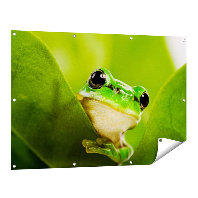 Tuinposter vooraanzicht Kikker