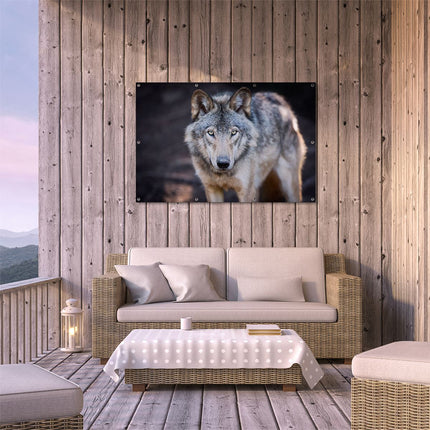 Tuinposter buiten terras Wolvenkop - Grijze Wolf