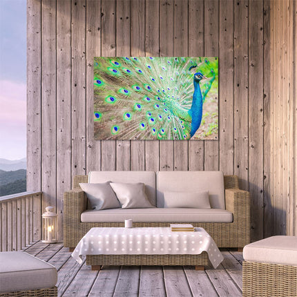 Tuinposter buiten terras Pauw Met Kleurrijke Veren