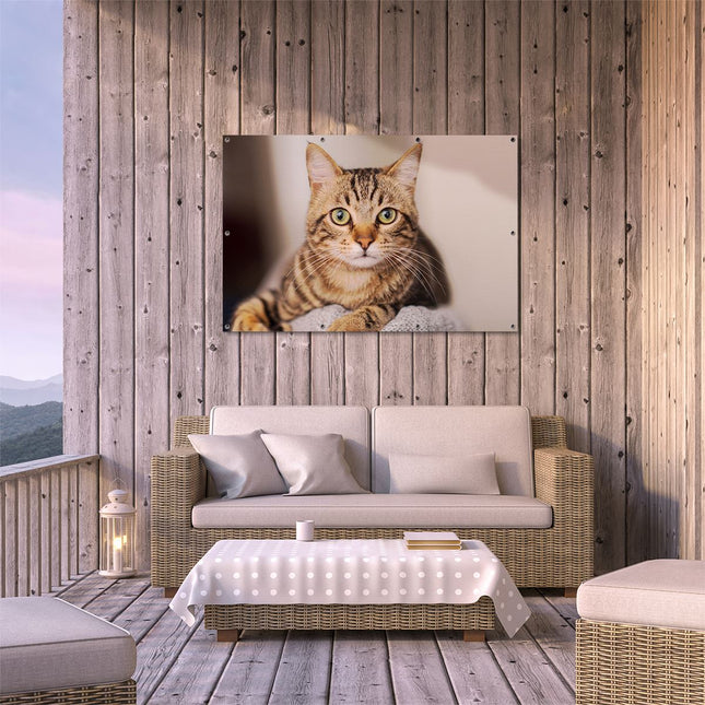 Tuinposter buiten terras Kat Met Wijde Ogen
